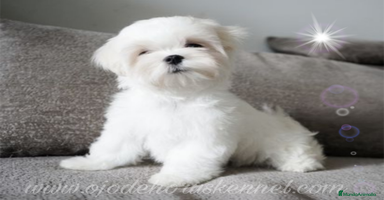 Bichón Maltés perros - Anuncio 10
