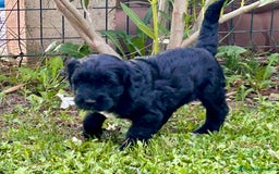 Goldendoodle perros en venta: Cachorros Goldendoodle hipoalergénicos - Imagen 12