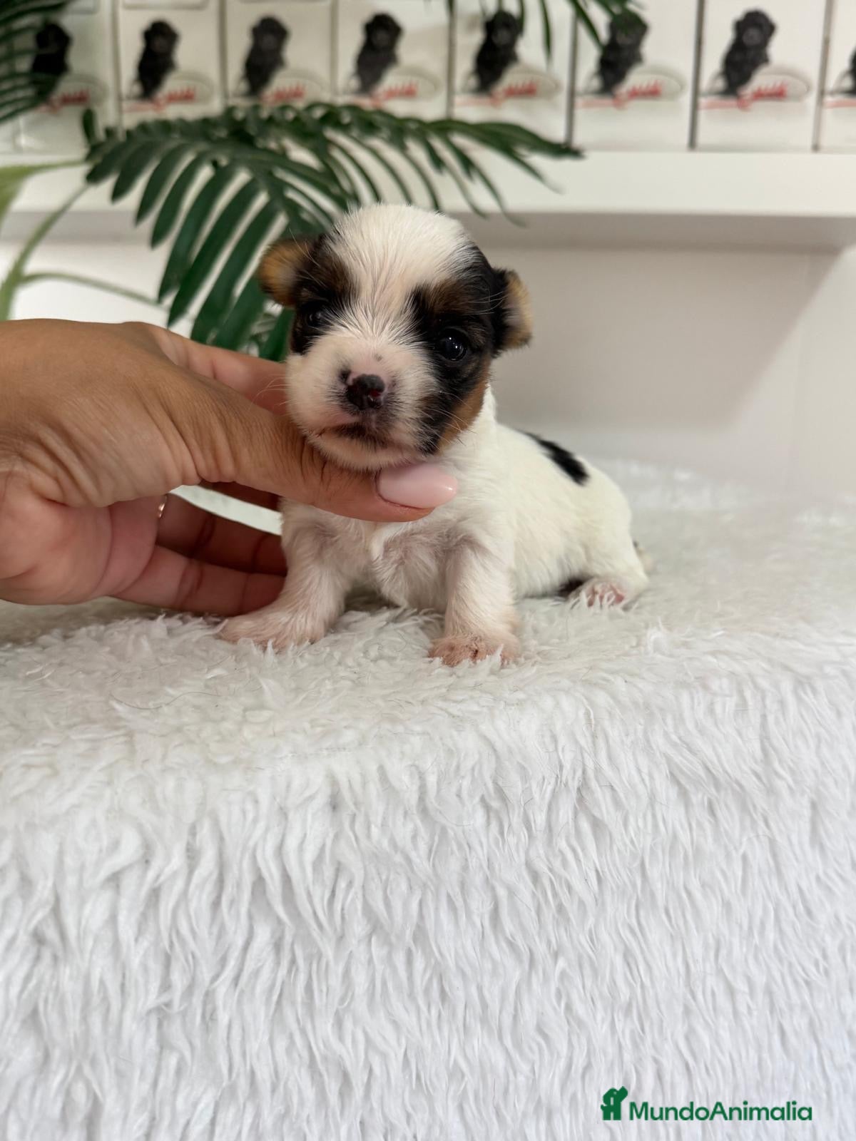 Yorkshire Terrier perros YORKSHIRE BIEWER HEMBRAS - Anuncio 12