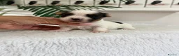 Yorkshire Terrier perros en venta: YORKSHIRE BIEWER HEMBRAS - Anuncio 19