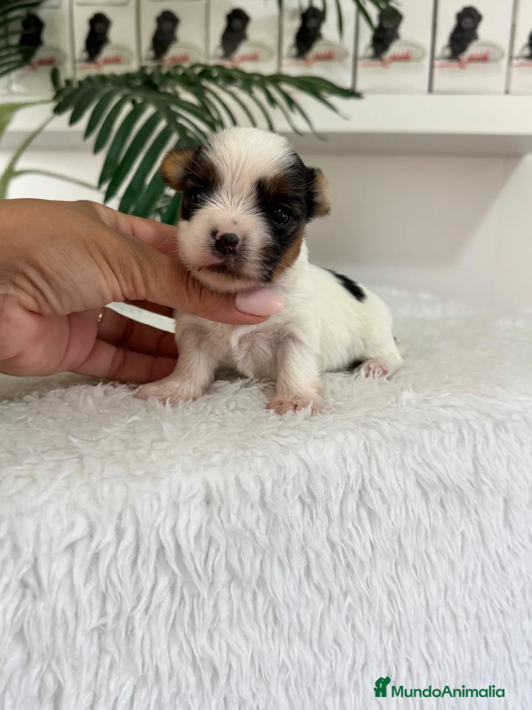 Yorkshire Terrier perros en venta: YORKSHIRE BIEWER HEMBRAS - Anuncio 19