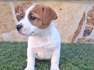 Jack Russell Terrier perros Jack Russell juguetones bicolor - Anuncio 1