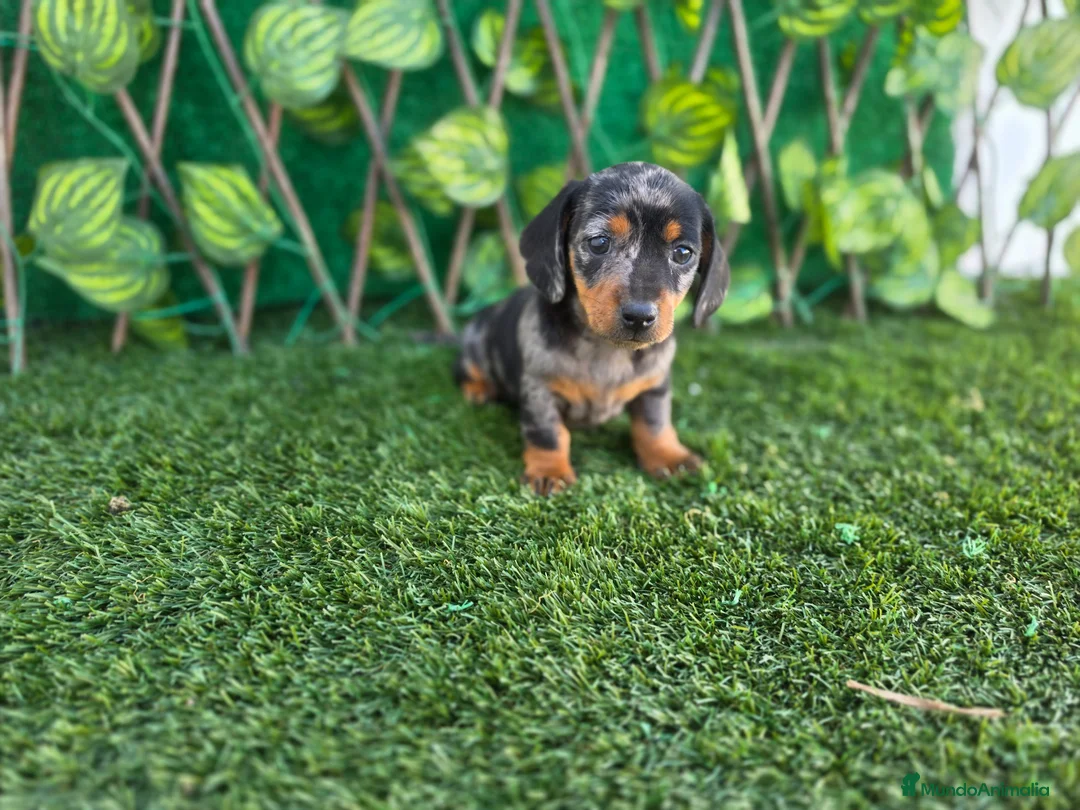Teckel Miniatura perros en venta: TECKEL MINIATURA & KANNINCHEN ARLEQUINES - Anuncio 4