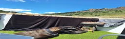 Shar Pei perros para monta: SE OFRECE MACHO SHAR PEI PARA MONTA en Jaén - Anuncio 2