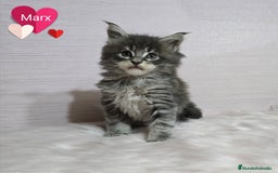 Maine Coon gatos en venta: Gatitos maine coon - Imagen 3