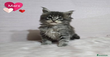 Maine Coon gatos - Anuncio 4