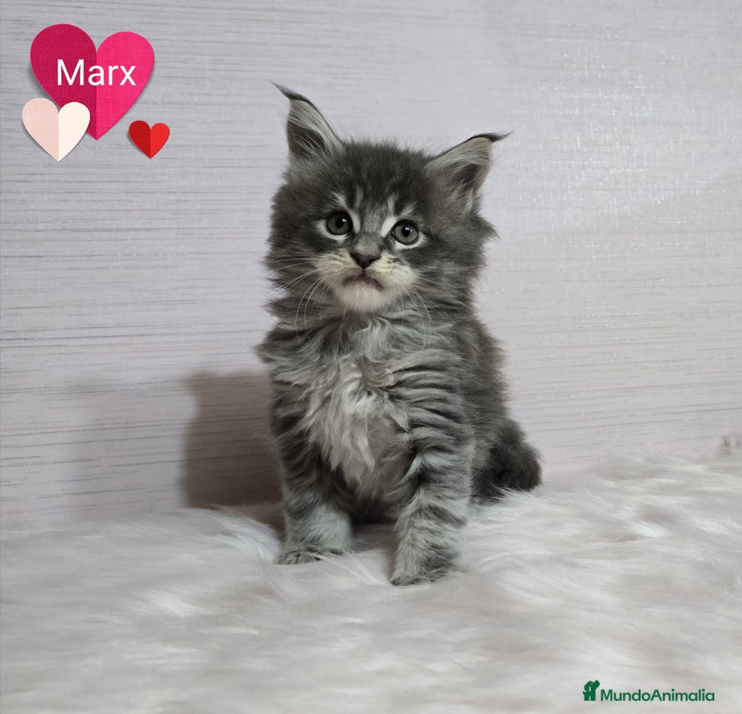 Maine Coon gatos en venta: Gatitos maine coon - Imagen 3