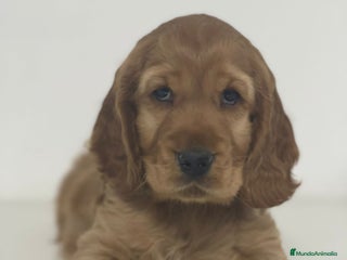 Cocker Spaniel Inglés perros - Anuncio 7