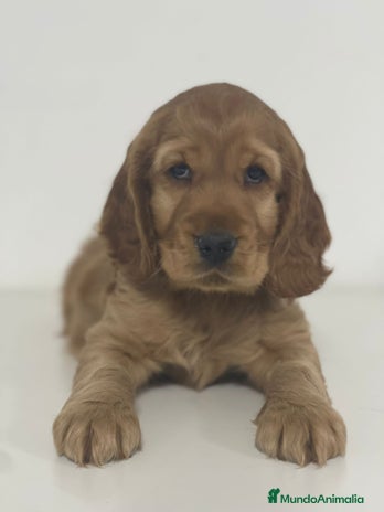 Cocker Spaniel Inglés perros - Anuncio 7