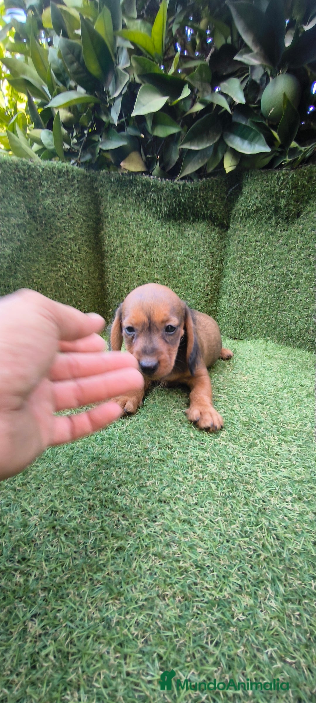 Teckel Miniatura perros en venta: teckel color jabali - Imagen 11