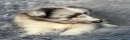 Perro Pastor de las Shetland perros en venta: Shetland macho merle - Anuncio 3