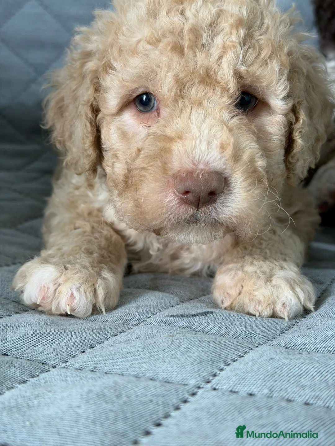 Perro de Agua Español perros en venta: PERRO DE AGUA  - Anuncio 2