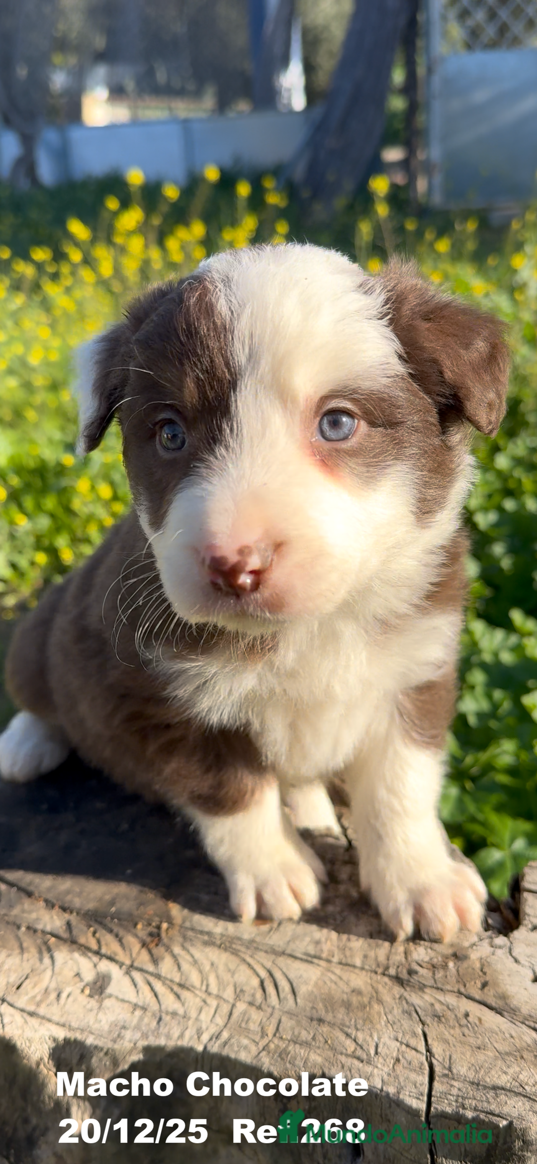 Border Collie perros en venta: BORDER COLLIE DE VILLA BIZNAGA - Anuncio 19