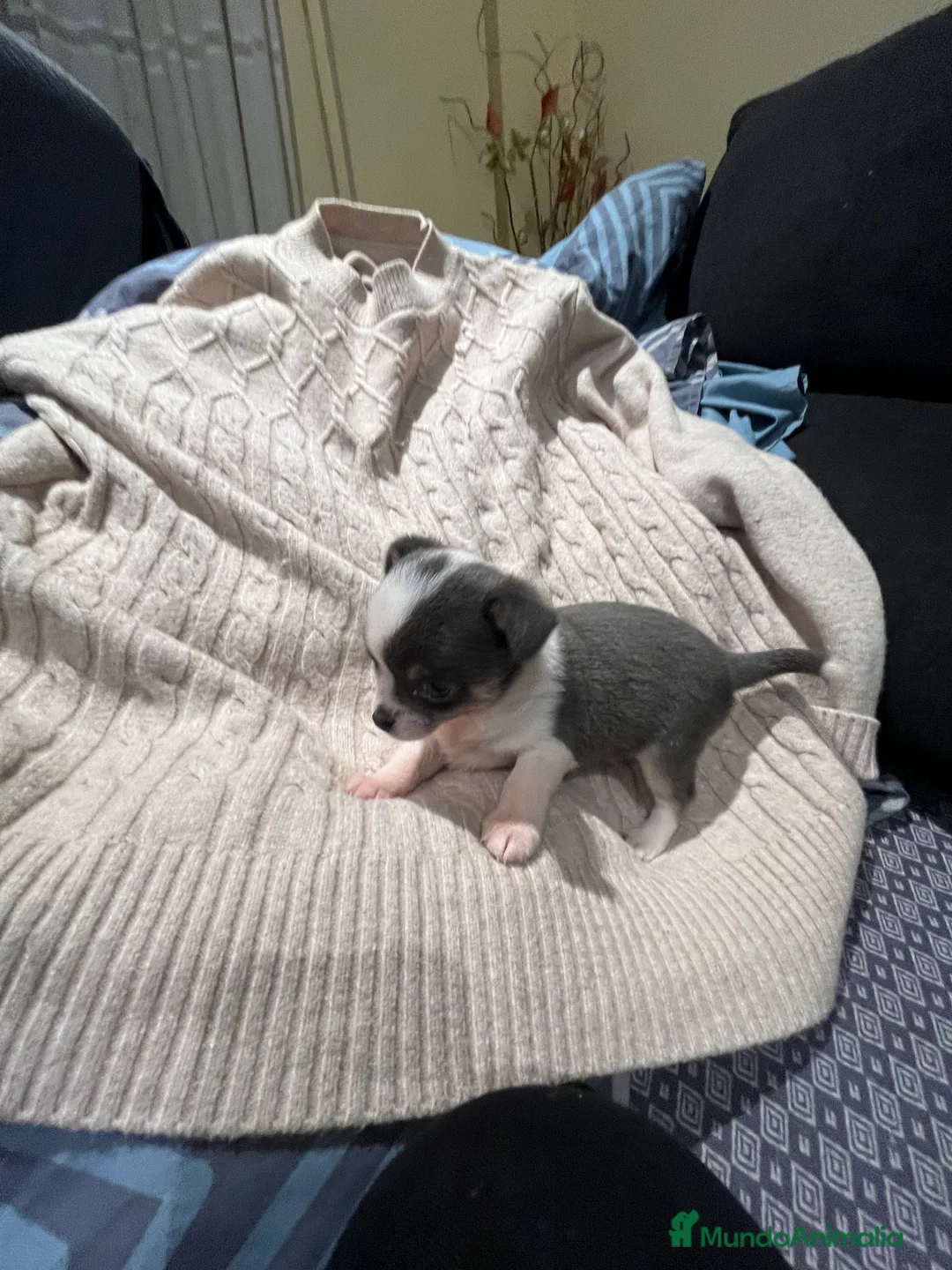 Chihuahua perros en venta: Macho blue - Anuncio 13