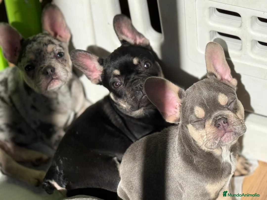 Bulldog Francés perros en venta: Hembra black an tan  - Anuncio 3
