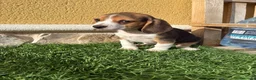 Beagle perros en venta: Cachorro macho de Beagle  - Anuncio 9