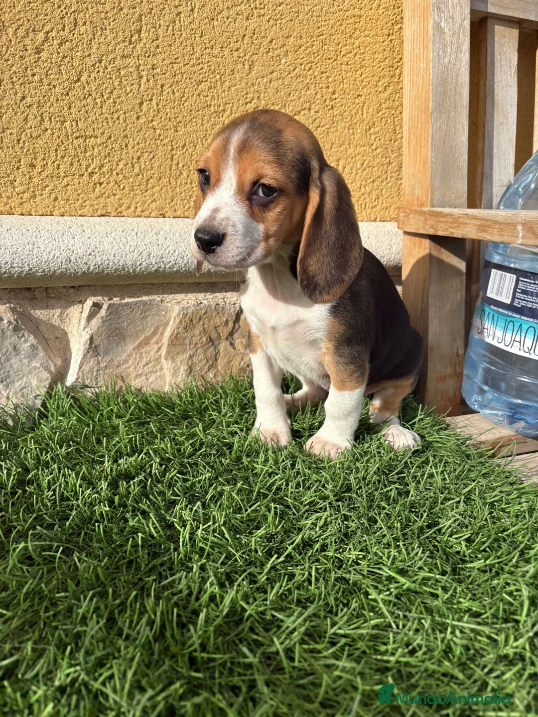 Beagle perros en venta: Cachorro macho de Beagle  - Anuncio 9