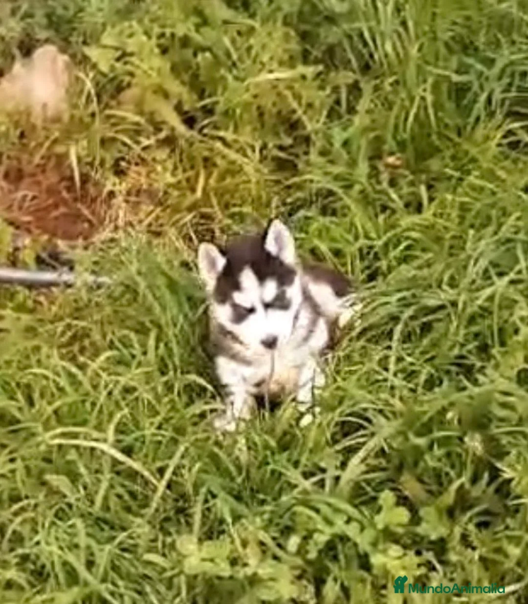 Husky Siberiano perros en venta: Cachorros de husky siberiano ojos azules  - Anuncio 6
