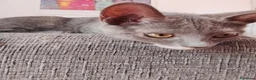 Europeo de Pelo Corto gatos en adopcion: Salvia en adopción  - Anuncio 9