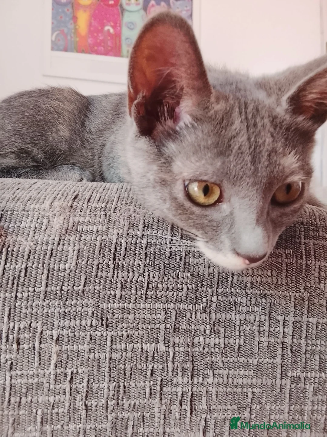 Europeo de Pelo Corto gatos en adopcion: Salvia en adopción  - Anuncio 9