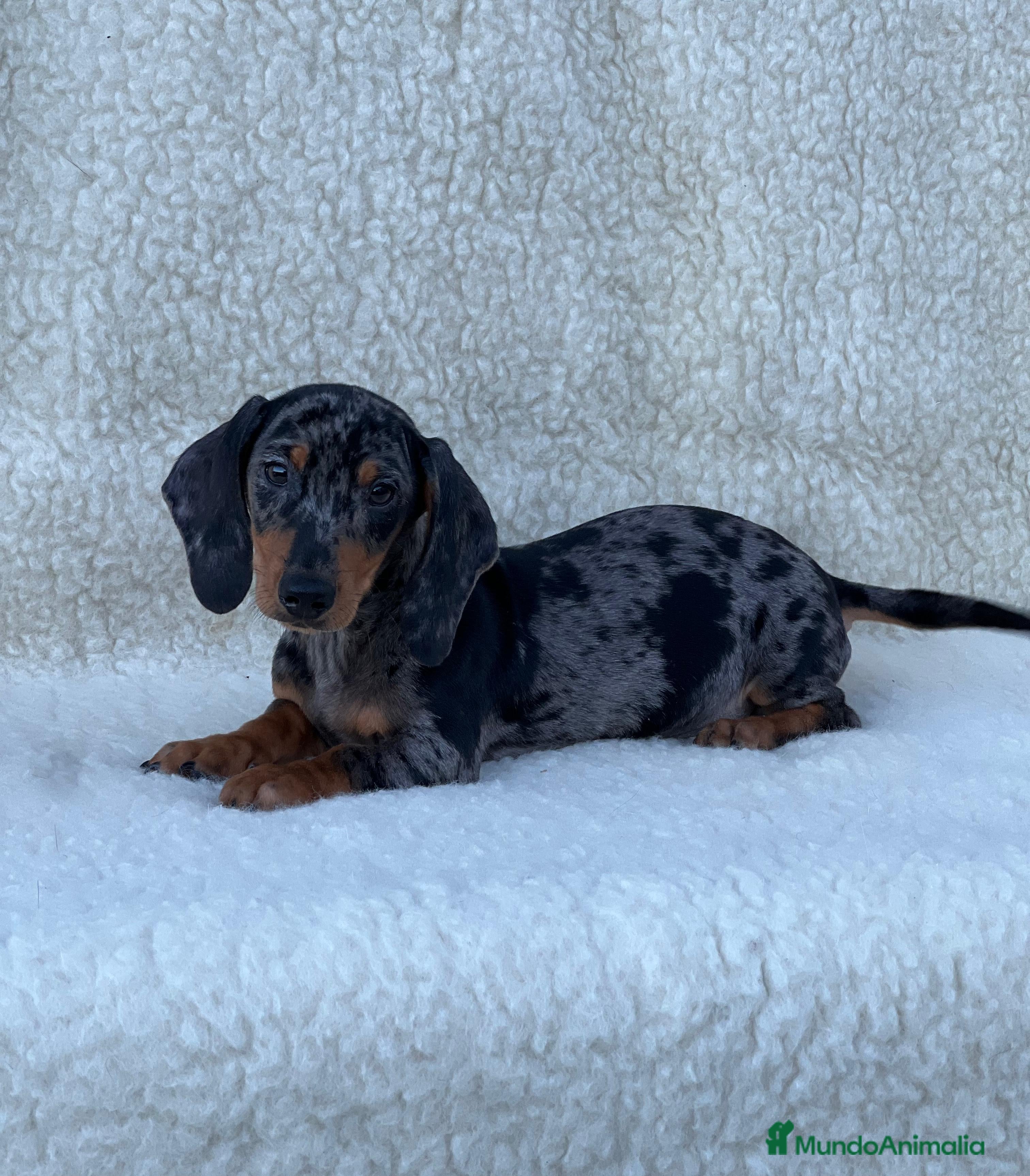 Teckel Miniatura perros Teckel miniatura  - Anuncio 3