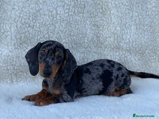 Teckel Miniatura perros Teckel miniatura - Anuncio 33