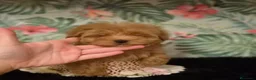 Maltipoo perros en venta: Maltipoo macho  - Anuncio 7