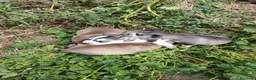 Husky Siberiano perros en venta: HUSKY - Anuncio 7