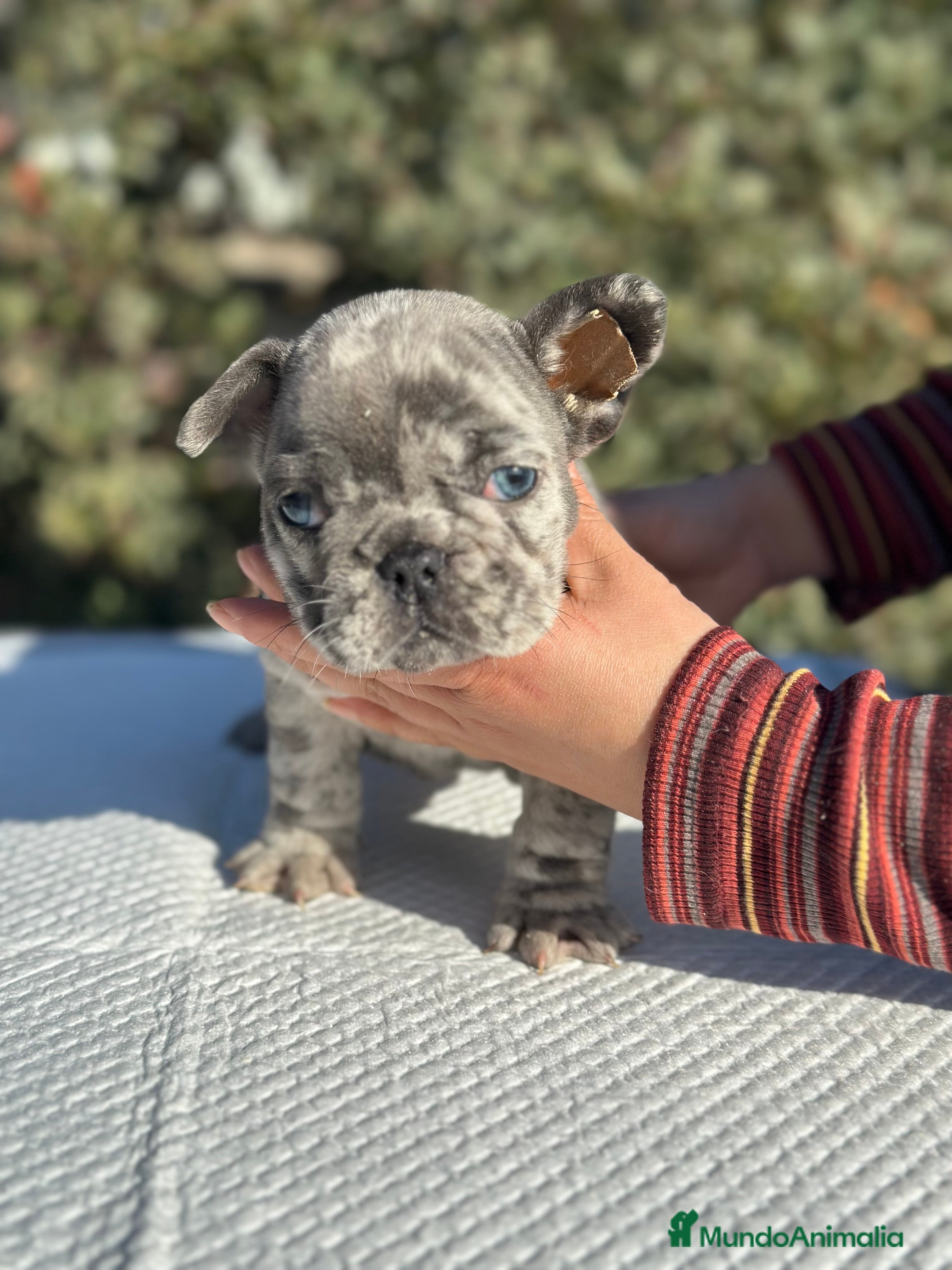 Bulldog Francés perros BULLDOG FRANCÉS EXÓTICO  en Barcelona - Anuncio 9