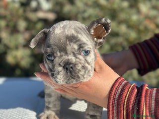 Bulldog Francés perros en Barcelona - Anuncio 28