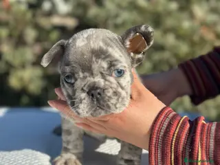Bulldog Francés perros BULLDOG FRANCÉS EXÓTICO en Barcelona - Anuncio 7