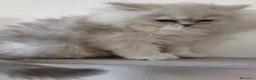Persa gatos en venta: Persas chinchilla  - Anuncio 3