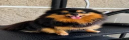 Pomerania perros en venta: Hembra Pomerania Naranja sable - Anuncio 5