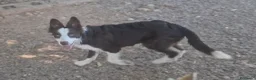 Border Collie perros en venta: Hembra de border collie chocolate ojos verdes - Anuncio 2