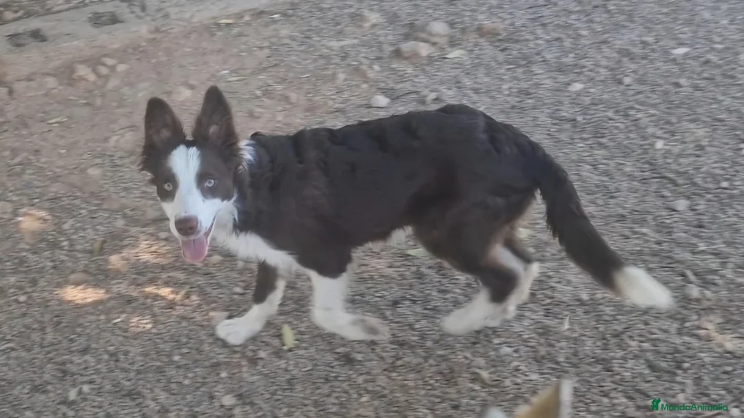 Border Collie perros en venta: Hembra de border collie chocolate ojos verdes - Anuncio 2