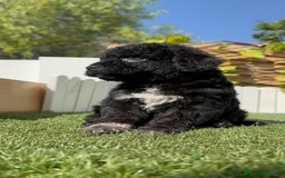 Perro de Agua Español perros en venta: PERRO DE AGUA ESPAÑOL HEMBRA - Imagen 6