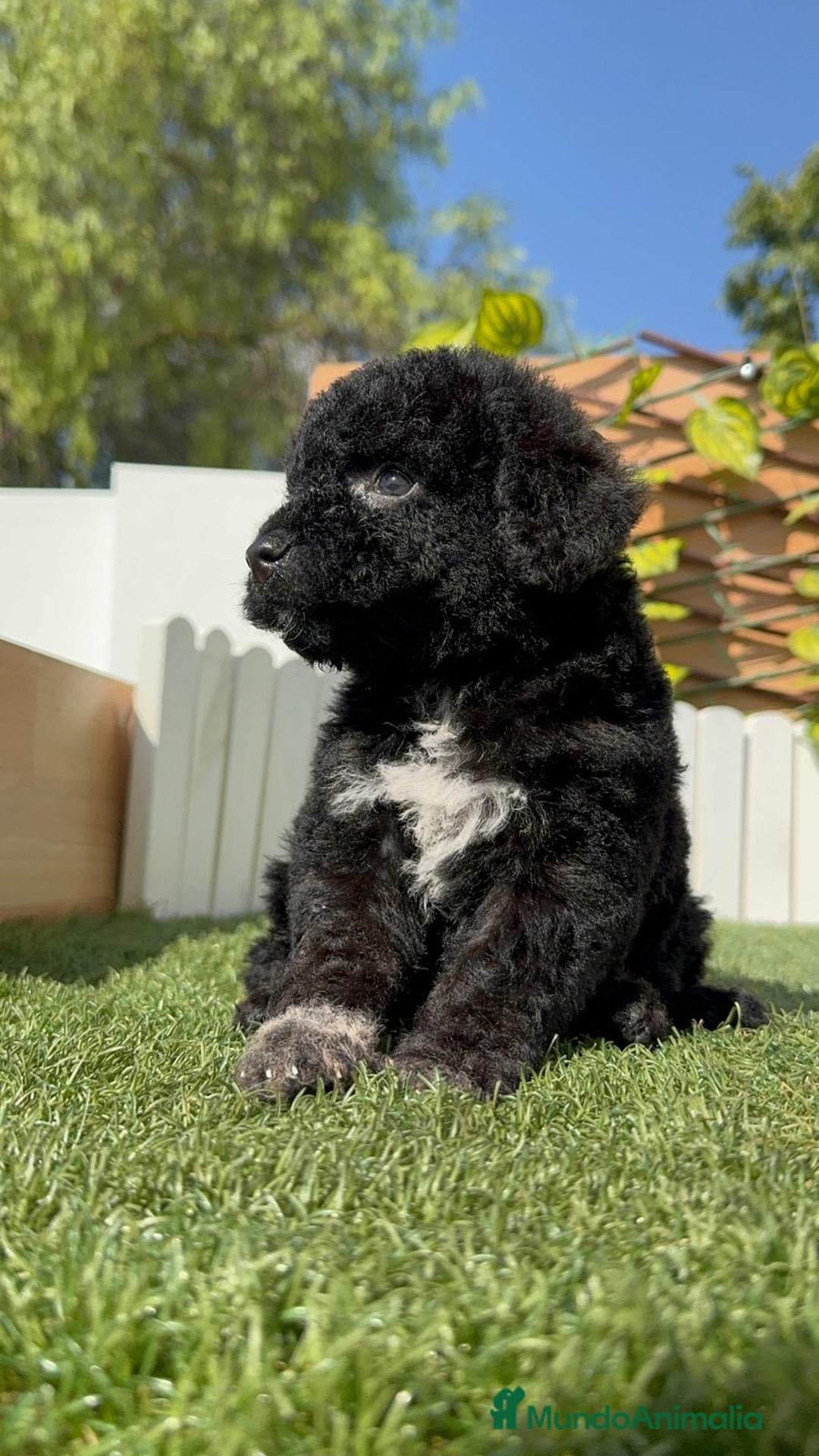 Perro de Agua Español perros en venta: PERRO DE AGUA ESPAÑOL HEMBRA - Imagen 6