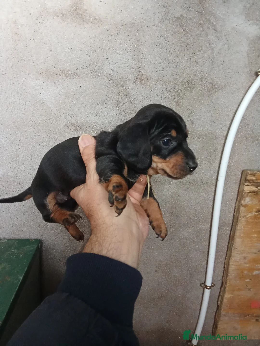 Teckel perros en venta: 🌟ÚLTIMA PAREJA DE TEKEL y Negros fuego🌟 - Anuncio 2