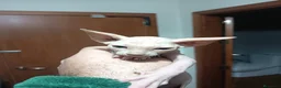 Sphynx gatos en venta: Gato egipcio  - Anuncio 16