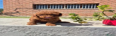 Caniche Toy Cachorro 2