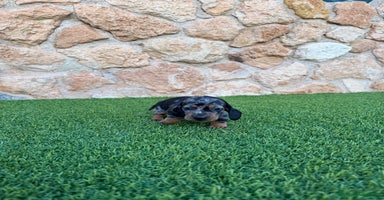Teckel Miniatura perros - Anuncio 7