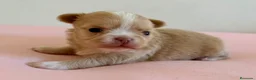 Chihuahua perros en venta: PRECIOSA CHIHUAHUA LÍNEA RUSA CABEZA DE MANZANA  - Anuncio 4