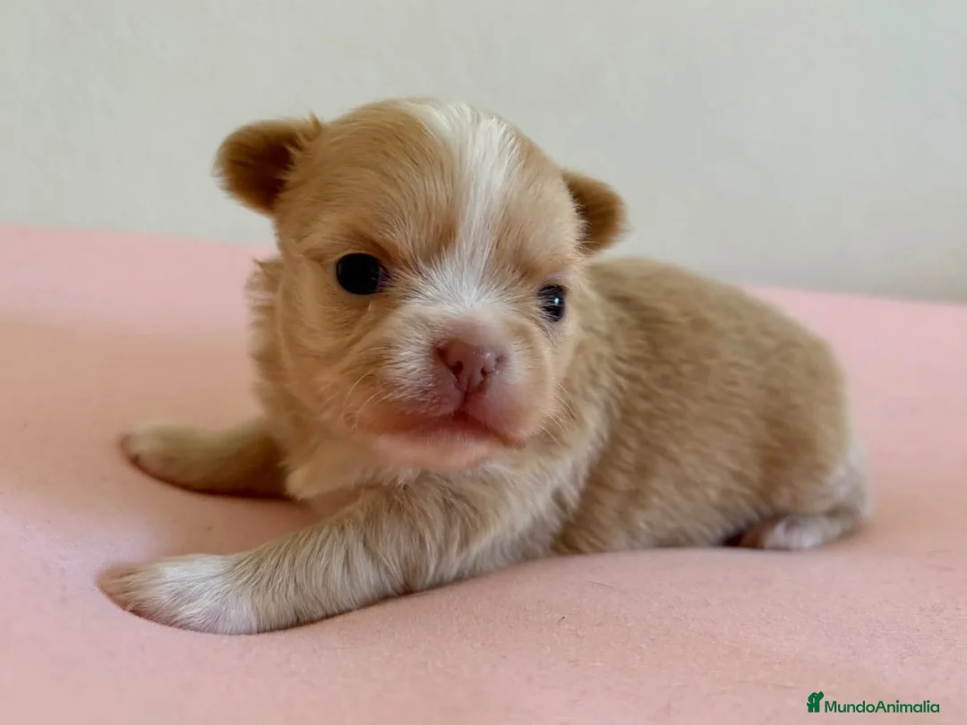 Chihuahua perros en venta: PRECIOSA CHIHUAHUA LÍNEA RUSA CABEZA DE MANZANA  - Anuncio 4
