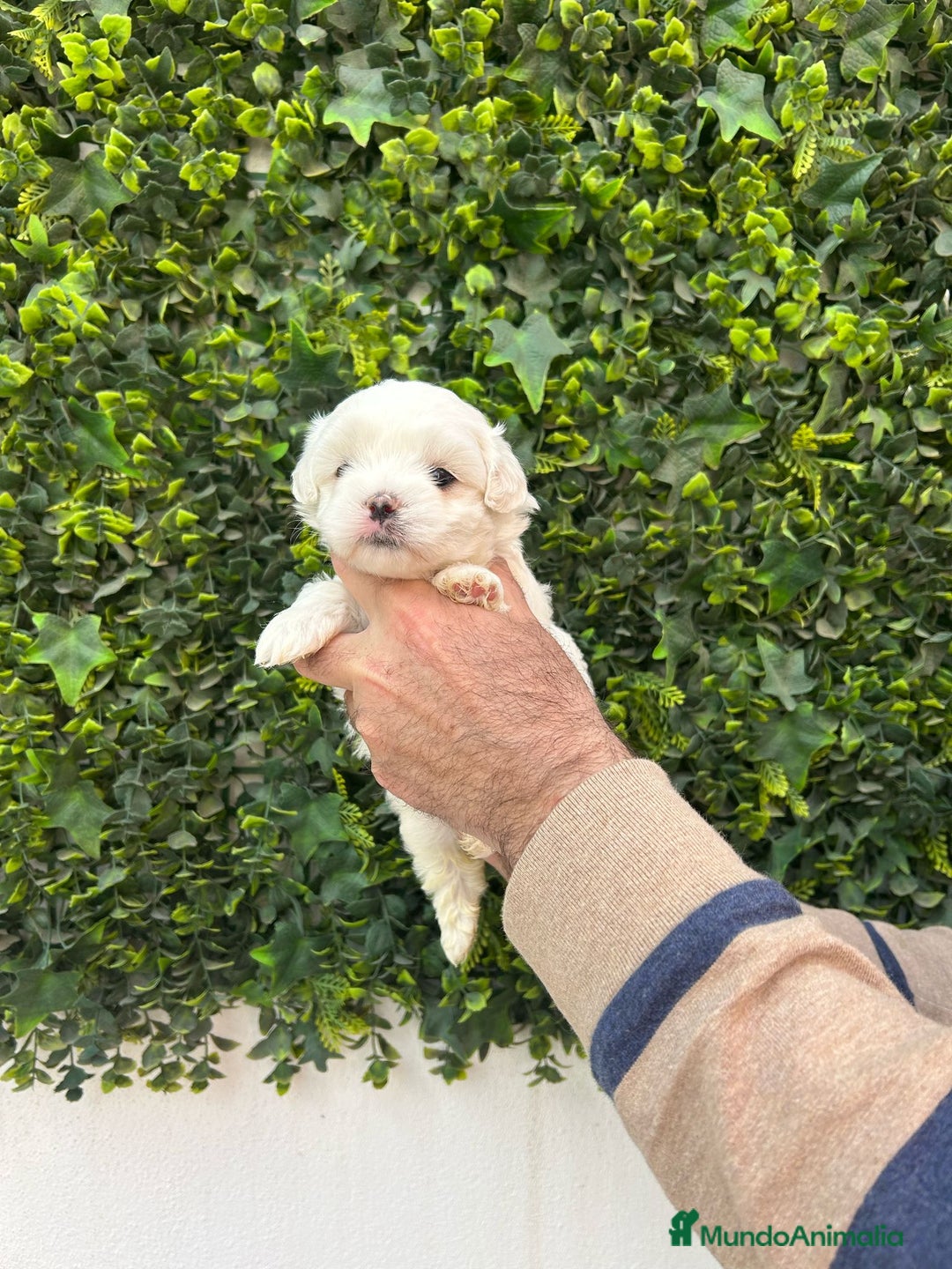 Bichón Maltés perros en venta: Hembra Bichon Maltes toy linea americana  - Anuncio 1