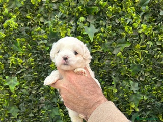 Bichón Maltés perros Hembra Bichon Maltes toy linea americana - Anuncio 1