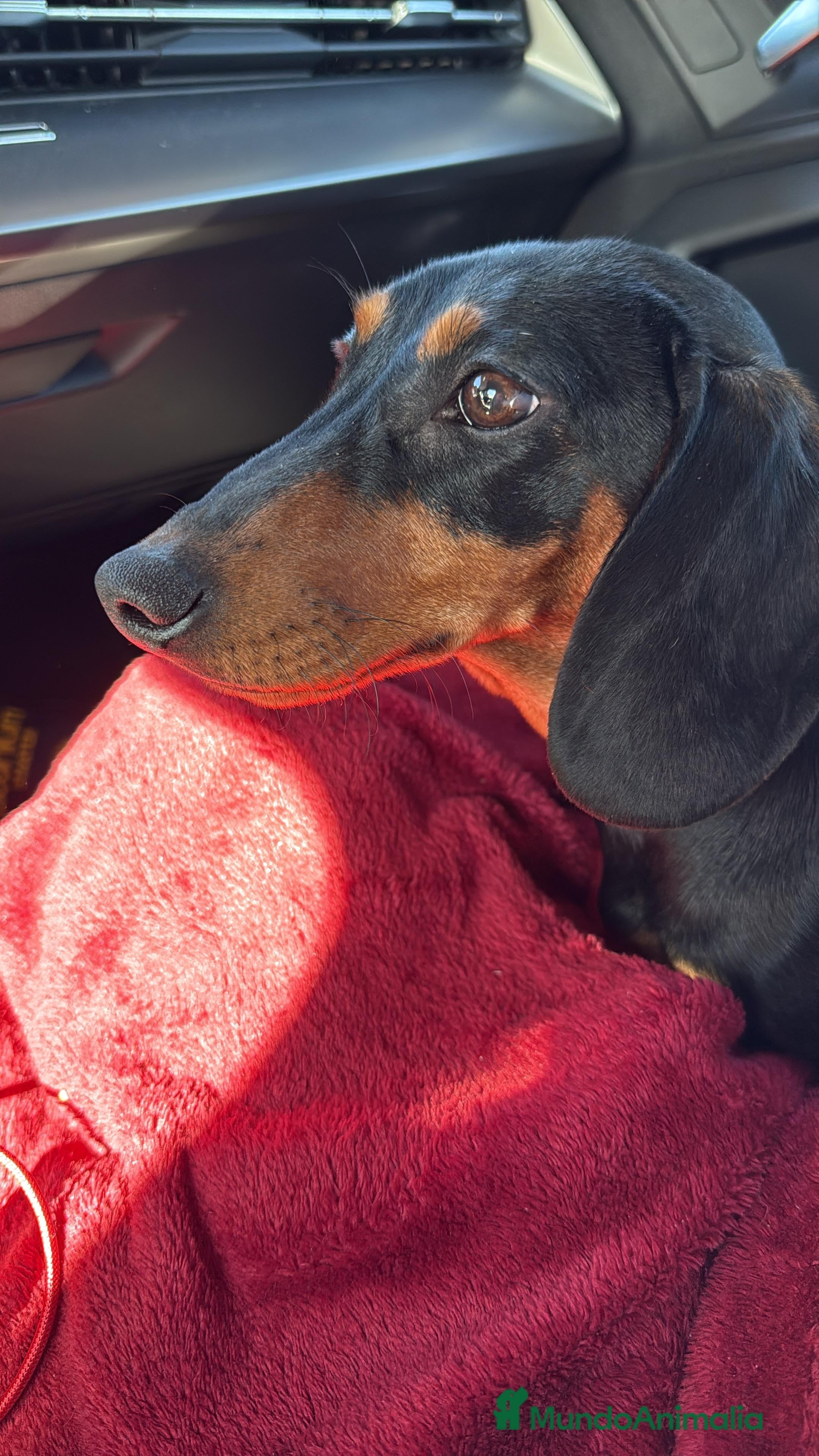 Teckel Miniatura perros Teckel mini - Anuncio 3