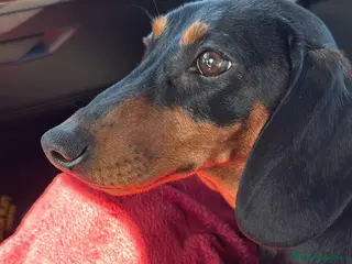 Teckel Miniatura perros Teckel mini - Anuncio 1