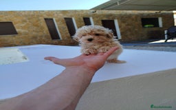 Maltipoo perros en venta: Maltipoo toy  - Imagen 3