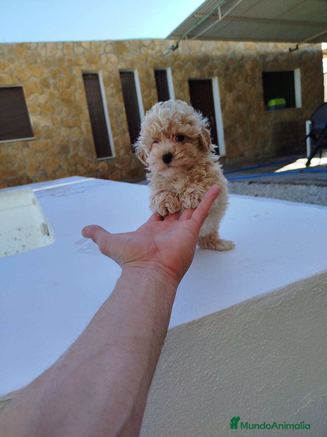Maltipoo perros en venta: Maltipoo toy  - Imagen 3