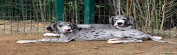 Dogo Alemán perros en venta: DOGO ALEMÁN MERLÉ Y NEGRO - Anuncio 4